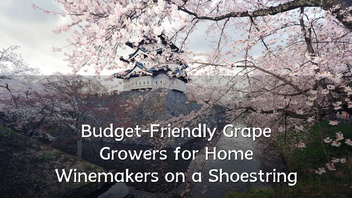 Budget-Friendly Grape Growers for Home Winemakers on a Shoestring