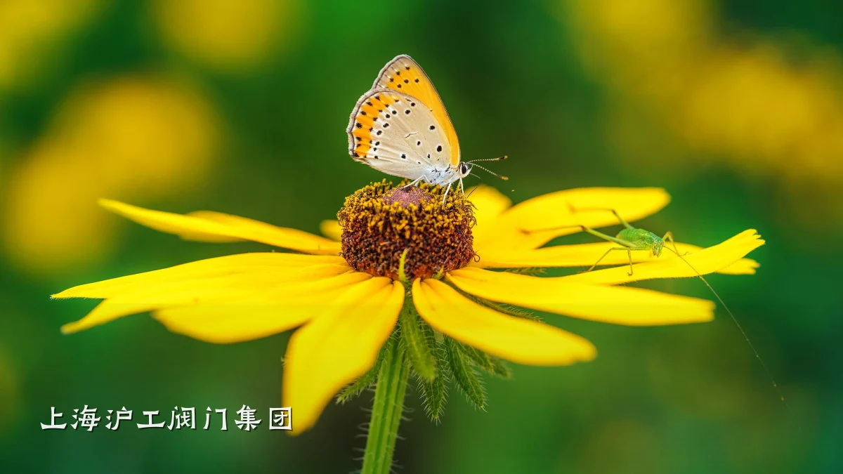 上海沪工阀门集团