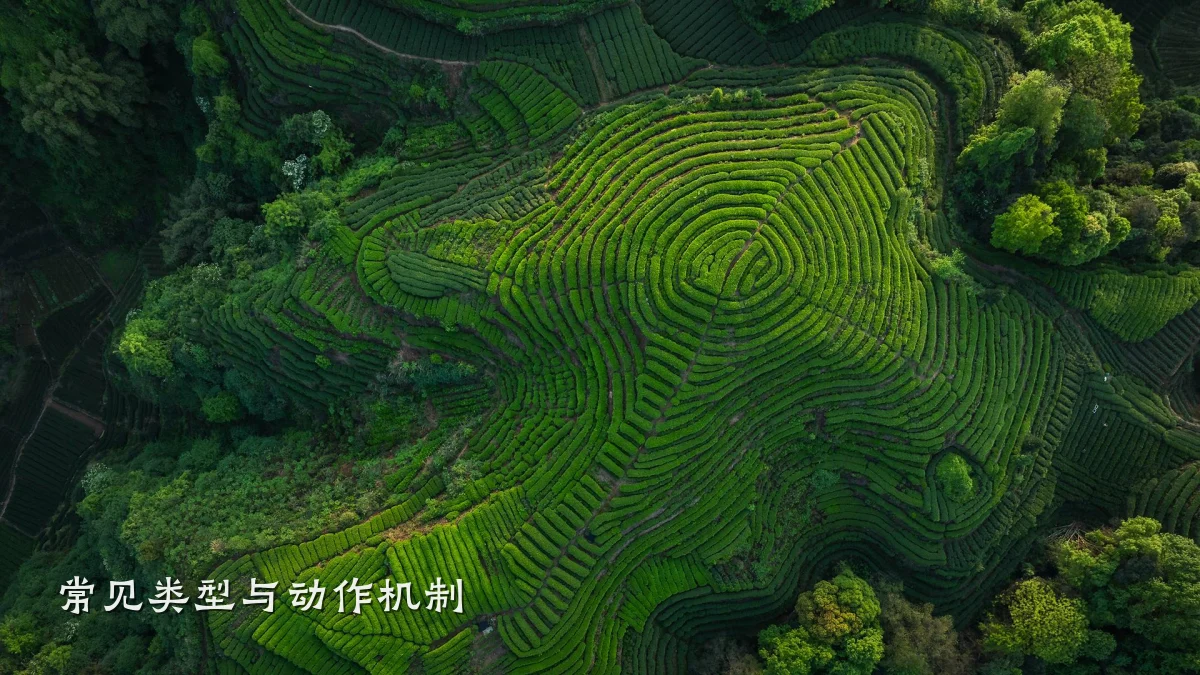 常见类型与动作机制